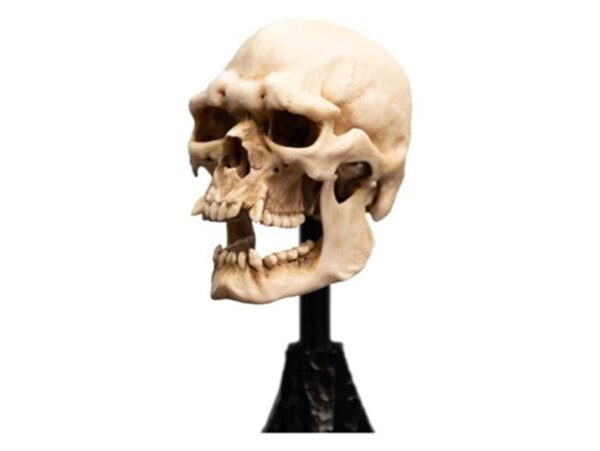 The Lord Of The Rings Skull Of A Mordor Orc Weta Workshop Statue